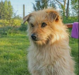 Zaginął Piesek Pusia