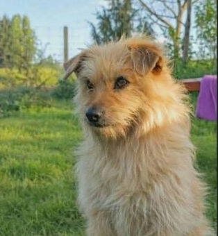 Zaginął Piesek Pusia