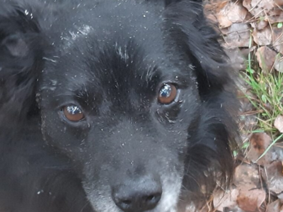 Zaginął piesek Kruczek