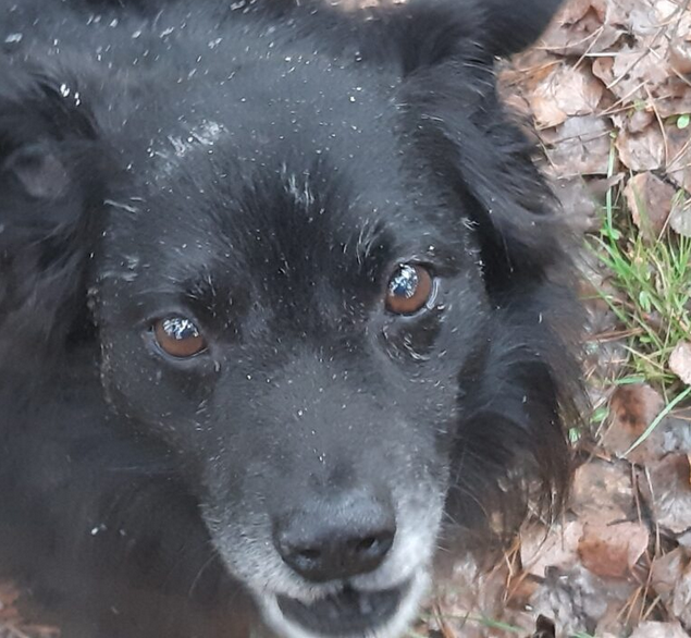 Zaginął piesek Kruczek