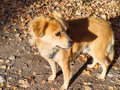 Zaginął piesek Wafel