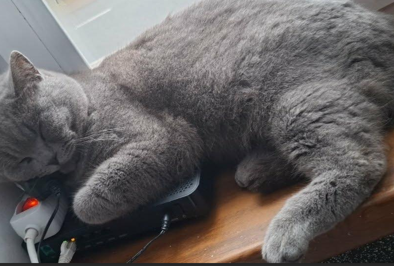 ZAGINĄŁ KOT BRYTYJSKI ZBYSZEK