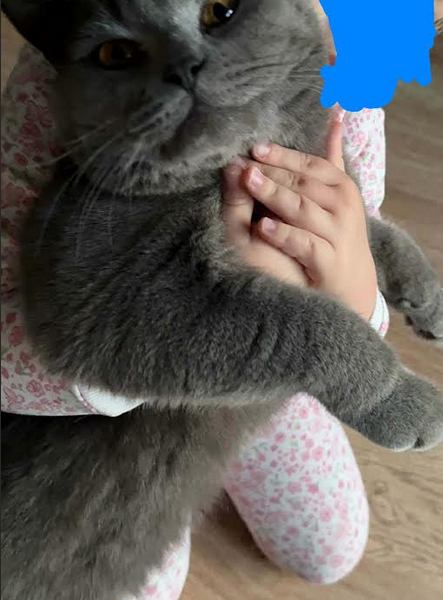 ZAGINĄŁ KOT BRYTYJSKI ZBYSZEK