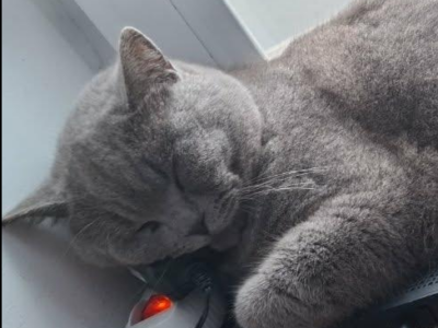 ZAGINĄŁ KOT BRYTYJSKI ZBYSZEK