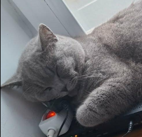 ZAGINĄŁ KOT BRYTYJSKI ZBYSZEK