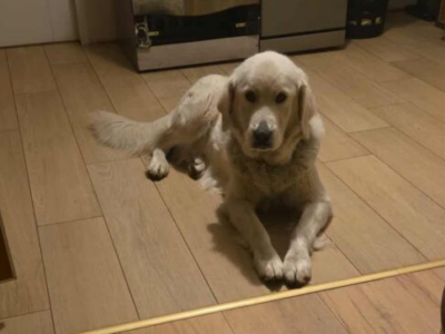 ZAGINEŁA SUCZKA KEJSI BIAŁY OWCZAREK PODHALAŃSKI