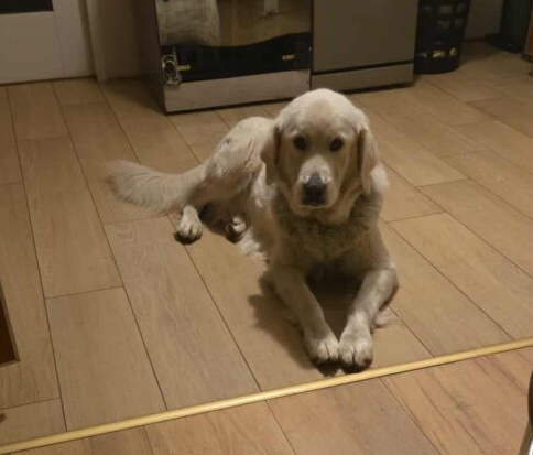 ZAGINEŁA SUCZKA KEJSI BIAŁY OWCZAREK PODHALAŃSKI