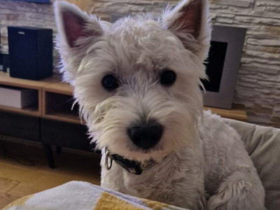 Zaginął West Terrier Polańczyk/Berezka/Solina