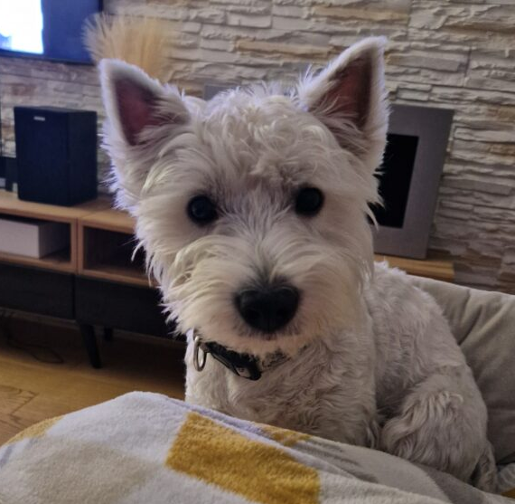 Zaginął West Terrier Polańczyk/Berezka/Solina