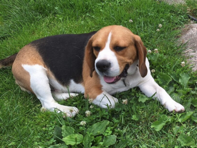Beagle MAX