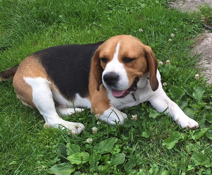 Beagle MAX