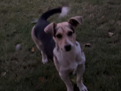 ZAGINĄŁ PIES ŁATEK