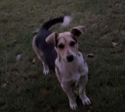 ZAGINĄŁ PIES ŁATEK