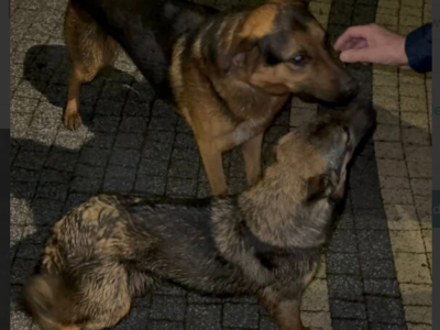 Zaginęły pieski Brownie i Blackie