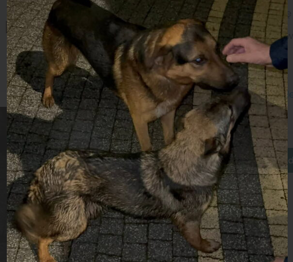 Zaginęły pieski Brownie i Blackie