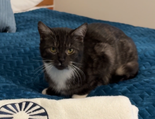 Zaginął nasz Pupil kotek Kosmatek