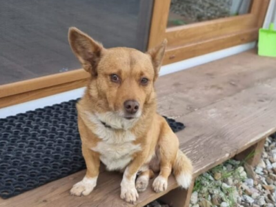 Zaginął Pies Guciu