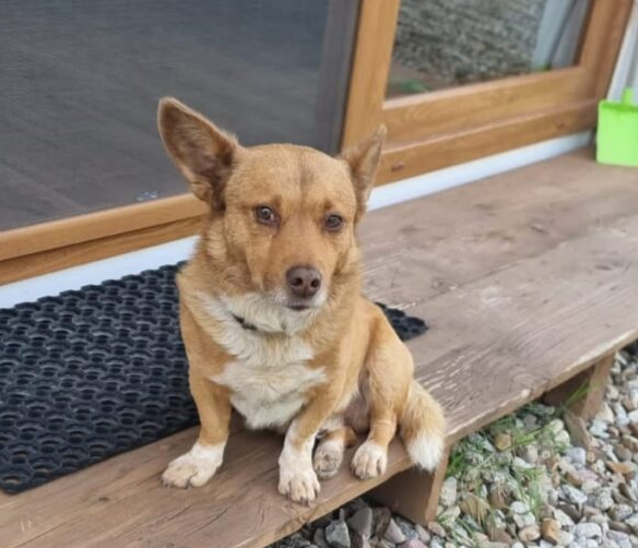 Zaginął Pies Guciu