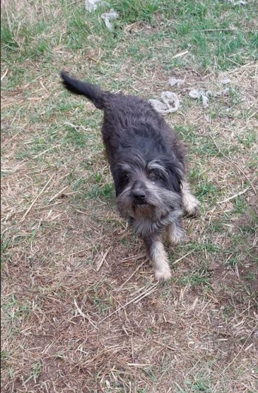 Zaginęła sunia o imieniu Zguba