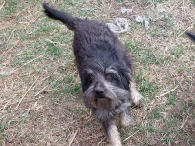 Zaginęła sunia o imieniu Zguba