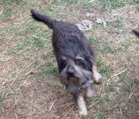 Zaginęła sunia o imieniu Zguba