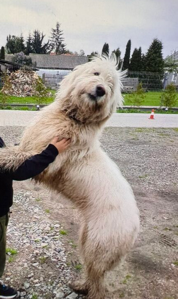 Zaginęła Suczka Owczarek południoworosyjsk Jużak