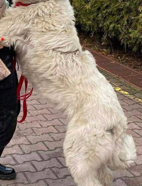 Zaginęła Suczka Owczarek południoworosyjsk Jużak