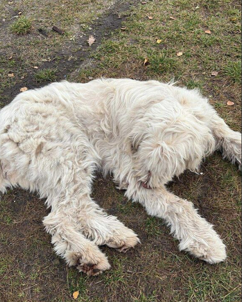 Zaginęła Suczka Owczarek południoworosyjsk Jużak