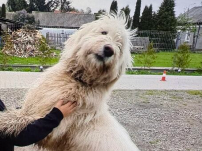 Zaginęła Suczka Owczarek południoworosyjsk Jużak