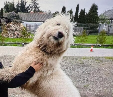 Zaginęła Suczka Owczarek południoworosyjsk Jużak
