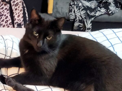 Zaginął Kot Behemot