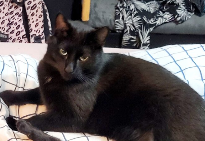 Zaginął Kot Behemot