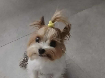 Zaginął Piesek Popi