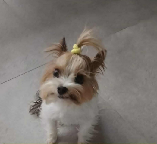 Zaginął Piesek Popi