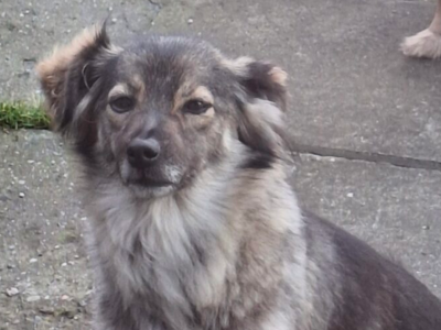 Zaginęła sunia Tina