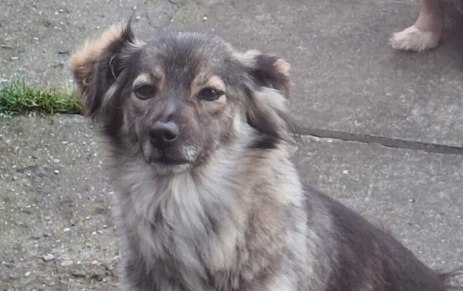 Zaginęła sunia Tina