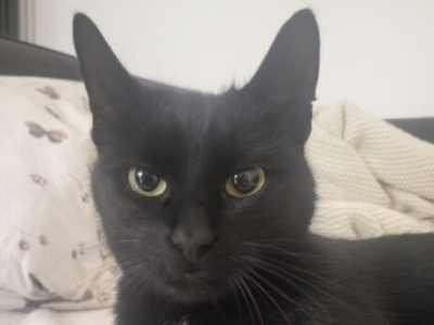 Zaginął kotek Tosiu