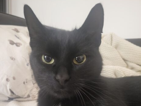 Zaginął kotek Tosiu