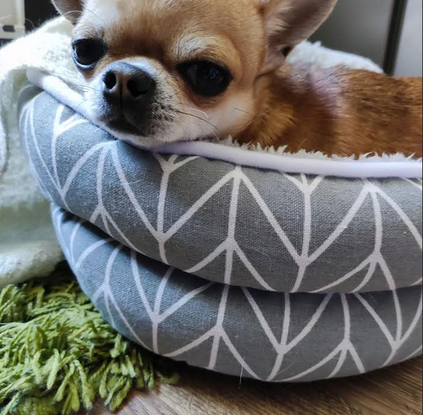 Uciekł piesek Huragan