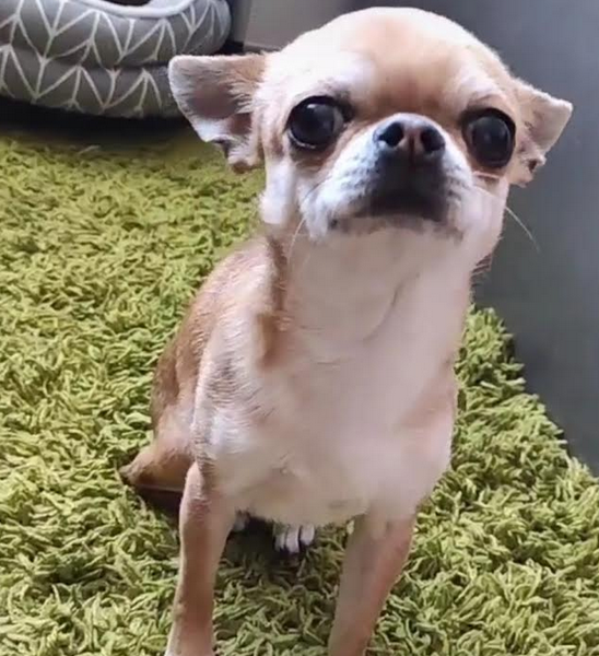 Uciekł piesek Huragan