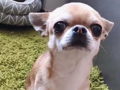 Uciekł piesek Huragan