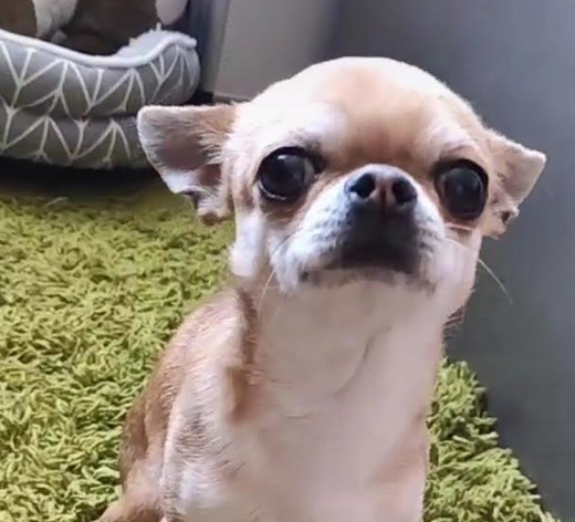 Uciekł piesek Huragan