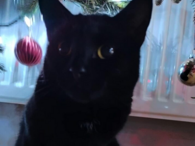 Zaginęła kotka Belia