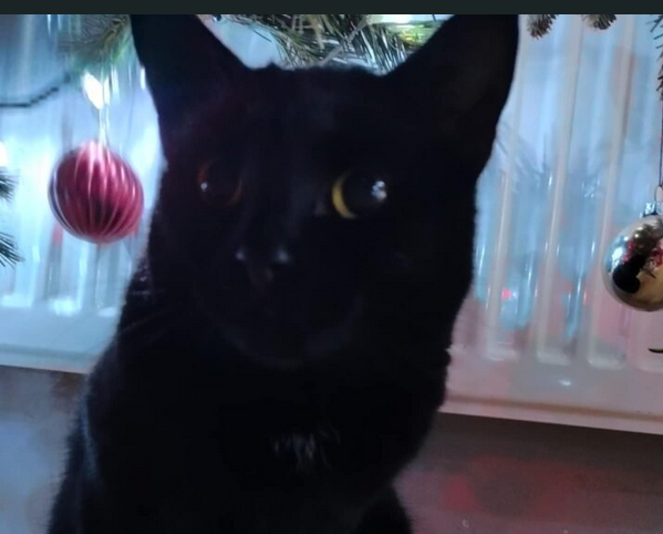 Zaginęła kotka Belia