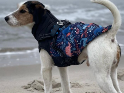 Zaginął piesek Kajtek nagroda 2 000 zł