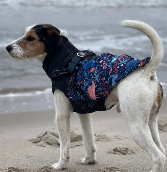 Zaginął piesek Kajtek nagroda 2 000 zł