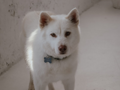 Zaginął starszy biały piesek