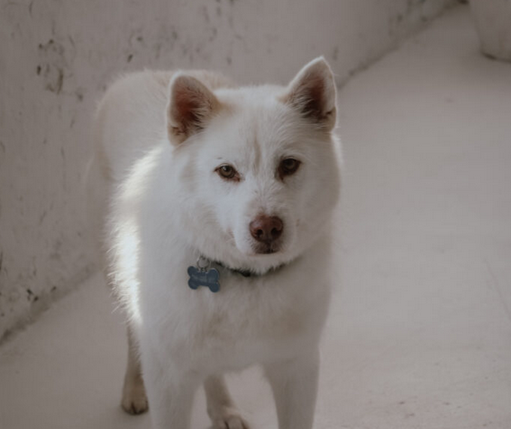 Zaginął starszy biały piesek