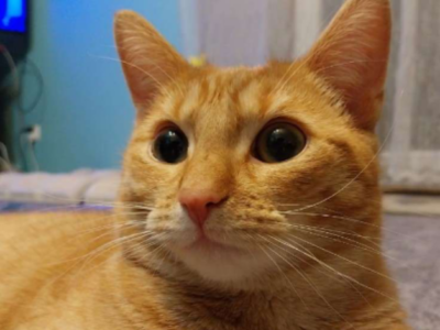 Zaginęła kotka Szogunia