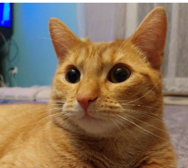 Zaginęła kotka Szogunia